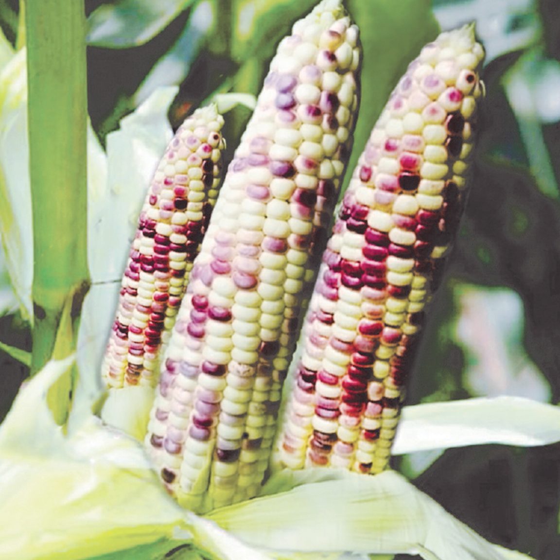 Corn – Allied Botanical Corporation