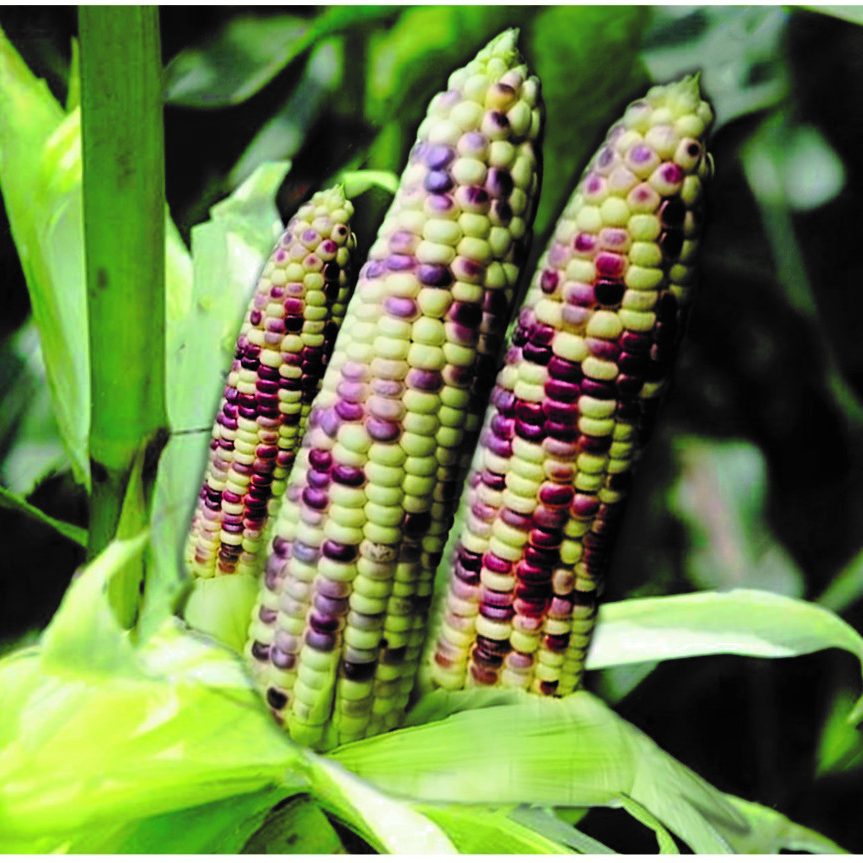 Lila F1 - Hybrid waxy corn (bi-color)_1