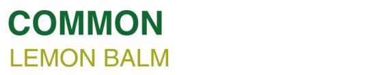 COMMON LEMON BALM-Name-300x45