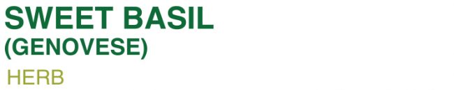 SWEET BASIL-Name-300x45