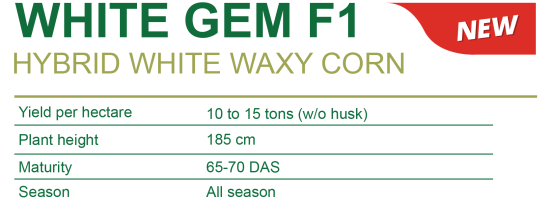 WHITE GEM CHARACTERISTIC